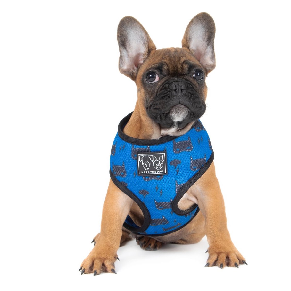 [LAST CHANCE] BIG & LITTLE DOGS - Bat-Dog Classic Dog Harness