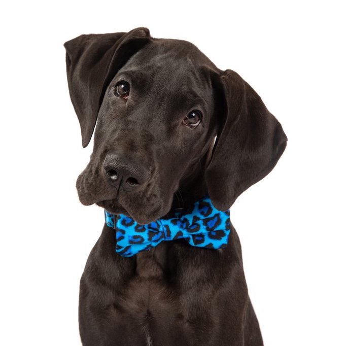 BIG & LITTLE DOGS - Blue Leopard Dog Collar & Bow Tie