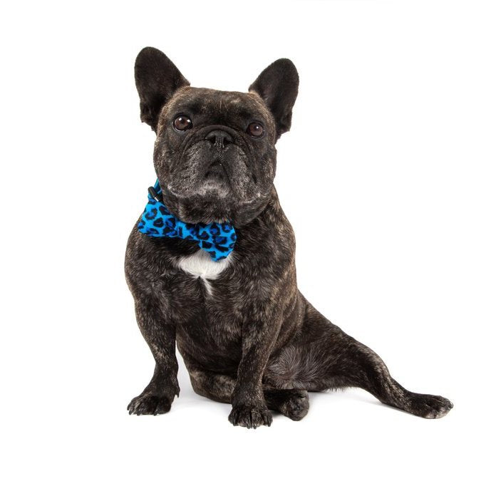 BIG & LITTLE DOGS - Blue Leopard Dog Collar & Bow Tie