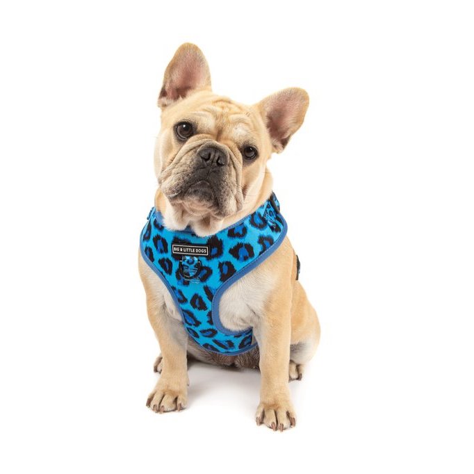BIG & LITTLE DOGS - Blue Leopard Adjustable Dog Harness