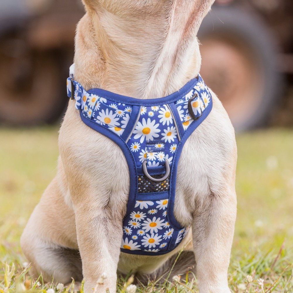 BIG & LITTLE DOGS - Daisy Patch All Rounder Dog Harness