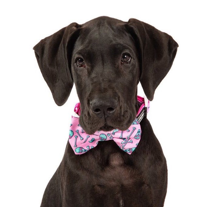 BIG & LITTLE DOGS - Skull & Bones Dog Collar & Bow Tie