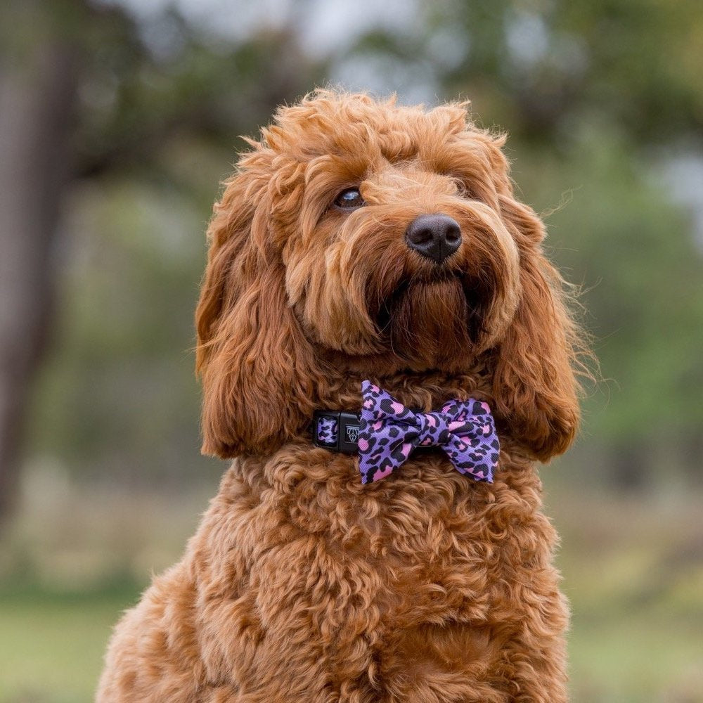 BIG & LITTLE DOGS - Wild Side Dog Collar & Bow Tie