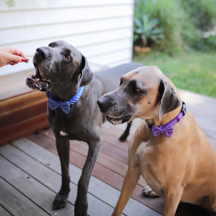 SOAPY MOOSE - Blue & White Polka Dots Collar & Bow Tie