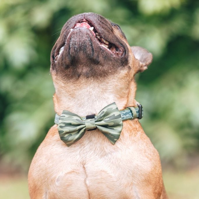 BIG & LITTLE DOGS - Camouflaged Dog Collar & Bow Tie