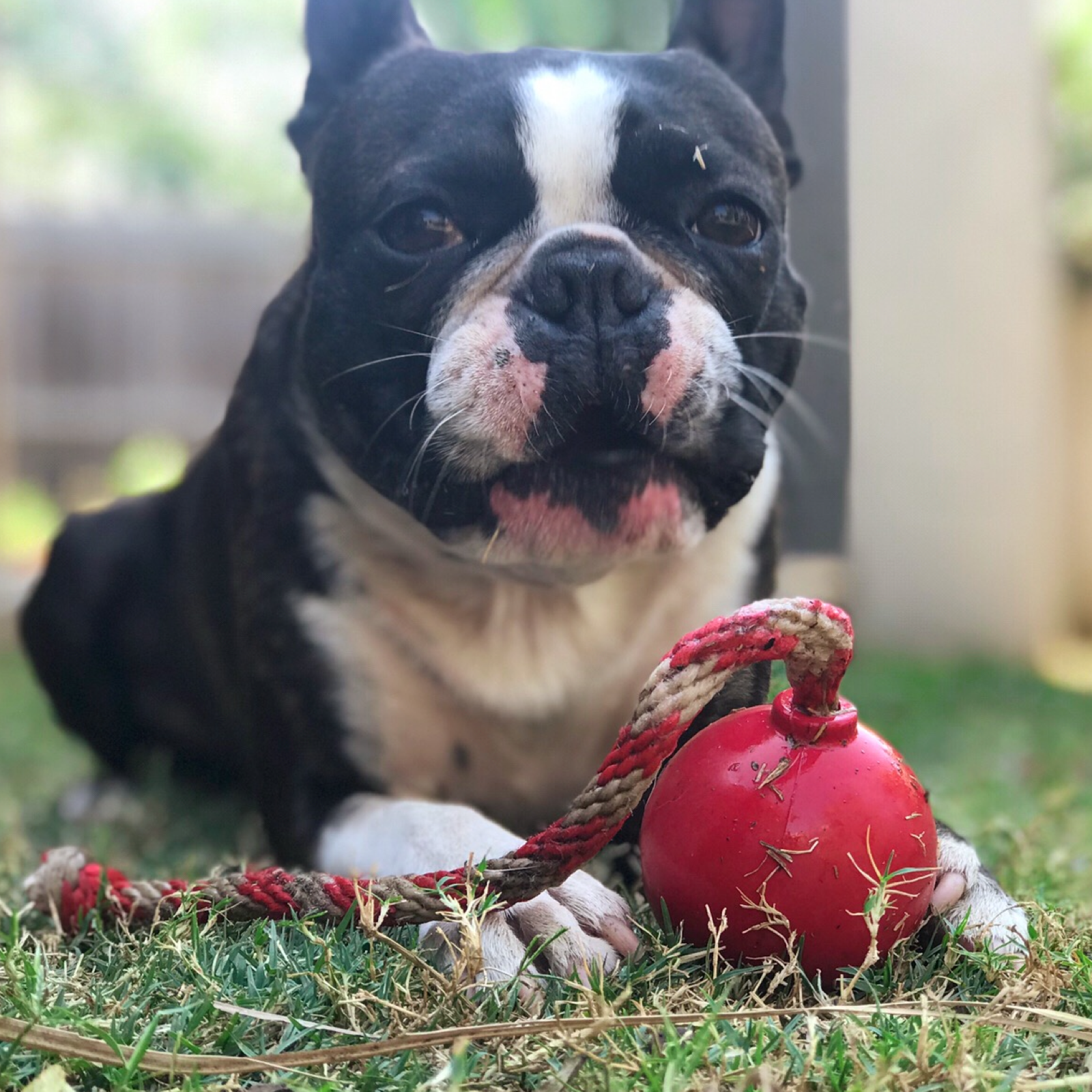 ROVER PET PRODUCTS - Cherry Bomb Enrichment Retrieval Toy