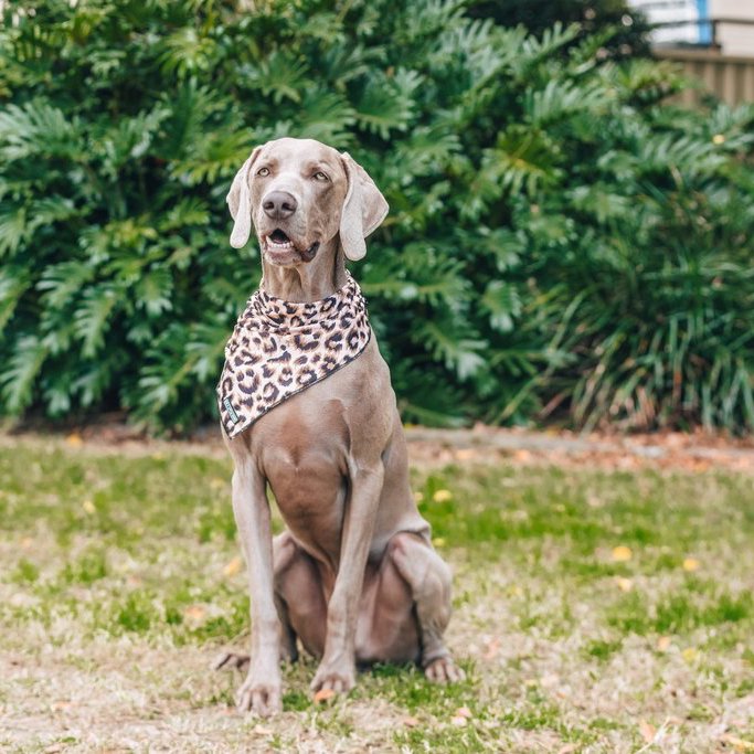 BIG & LITTLE DOGS - Luxurious Leopard Dog Bandana