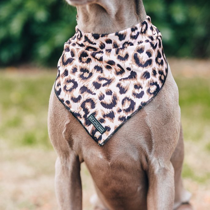 BIG & LITTLE DOGS - Luxurious Leopard Dog Bandana