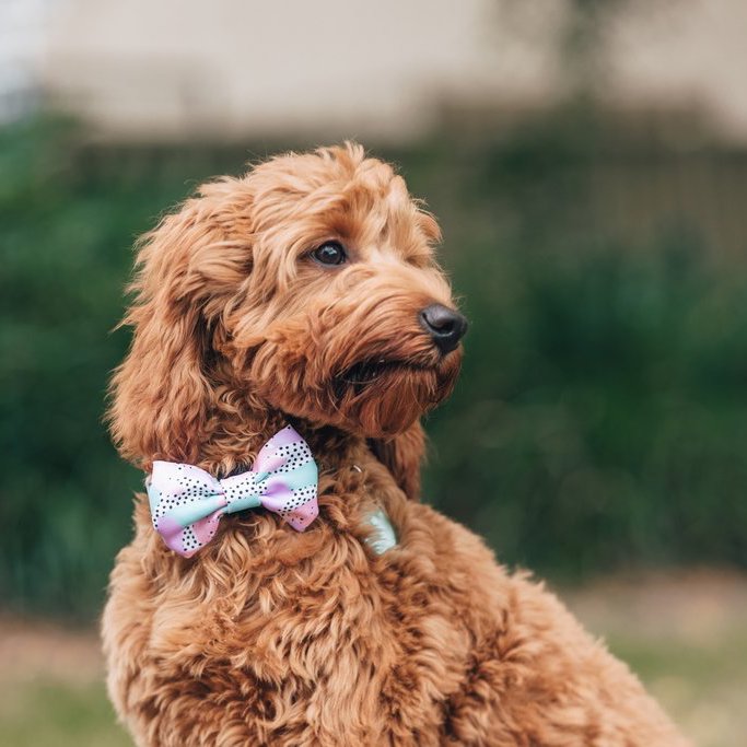 [LAST CHANCE] BIG & LITTLE DOGS - Pastel Dreams Dog Collar & Bow Tie