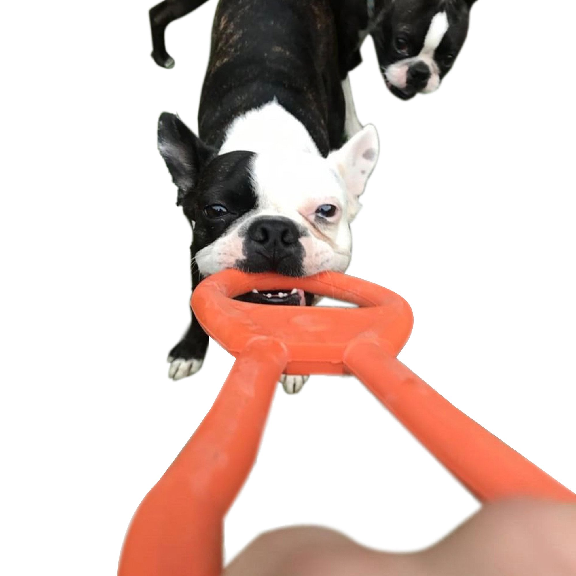 ROVER PET PRODUCTS - SodaPup Can Opener Tug Toy