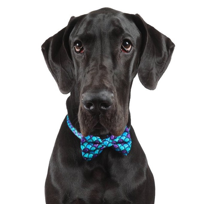 BIG & LITTLE DOGS - Scaled Back Dog Collar & Bow Tie