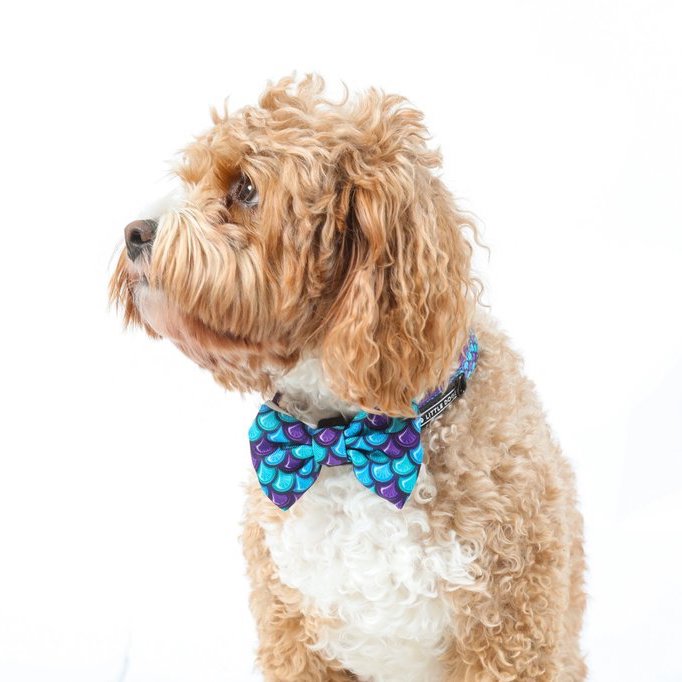 BIG & LITTLE DOGS - Scaled Back Dog Collar & Bow Tie