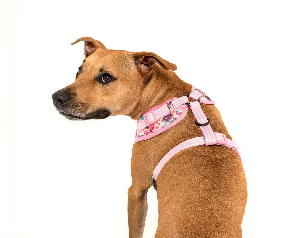 [LAST CHANCE] BIG & LITTLE DOGS - I'm a Succa for You Adjustable Dog Harness