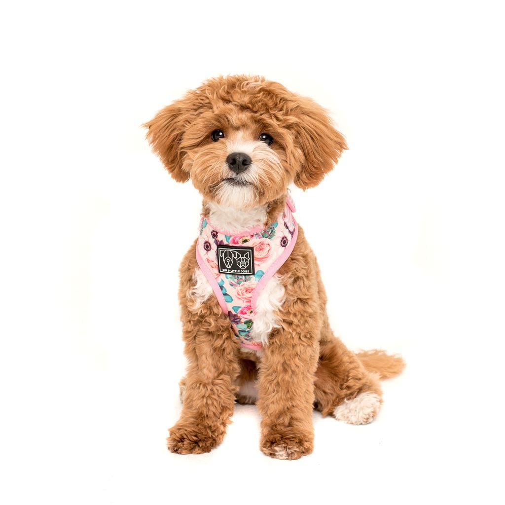 [LAST CHANCE] BIG & LITTLE DOGS - I'm a Succa for You Adjustable Dog Harness