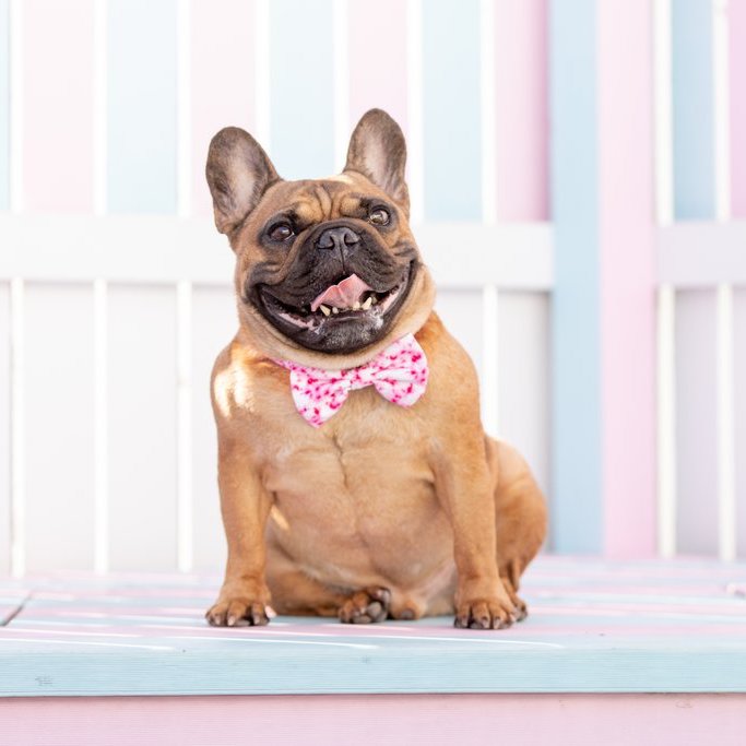 [LAST CHANCE] BIG & LITTLE DOGS - Tie Dye Pink Dog Collar & Bow Tie