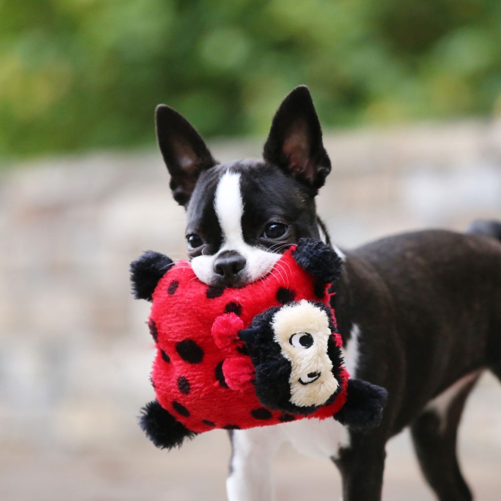 ZIPPY PAWS - Squeakie Crawler No Stuffing Speaker Dog Toy - Betsy the Ladybug